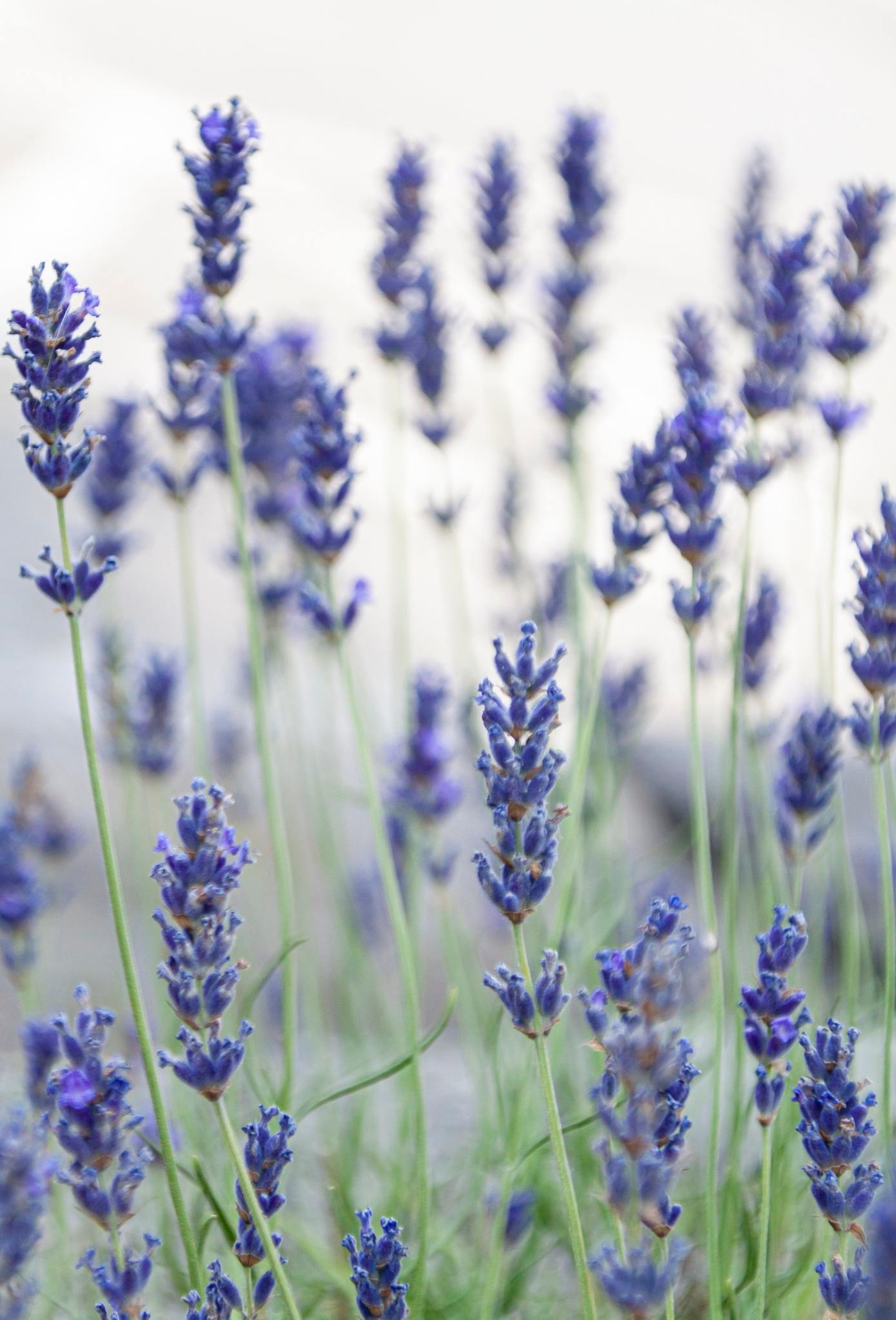 Agua Floral de Lavanda