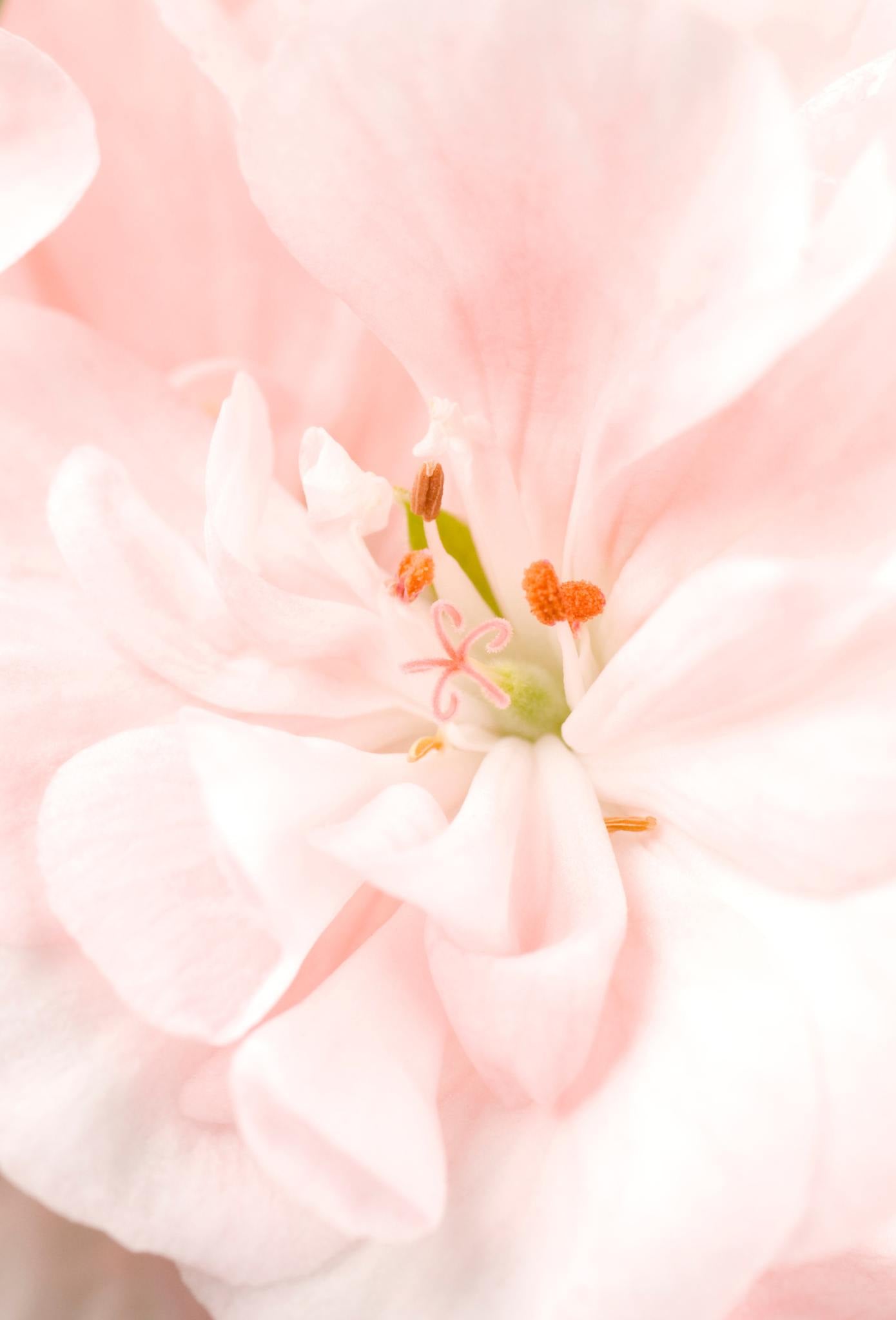 Agua Floral de Geranio