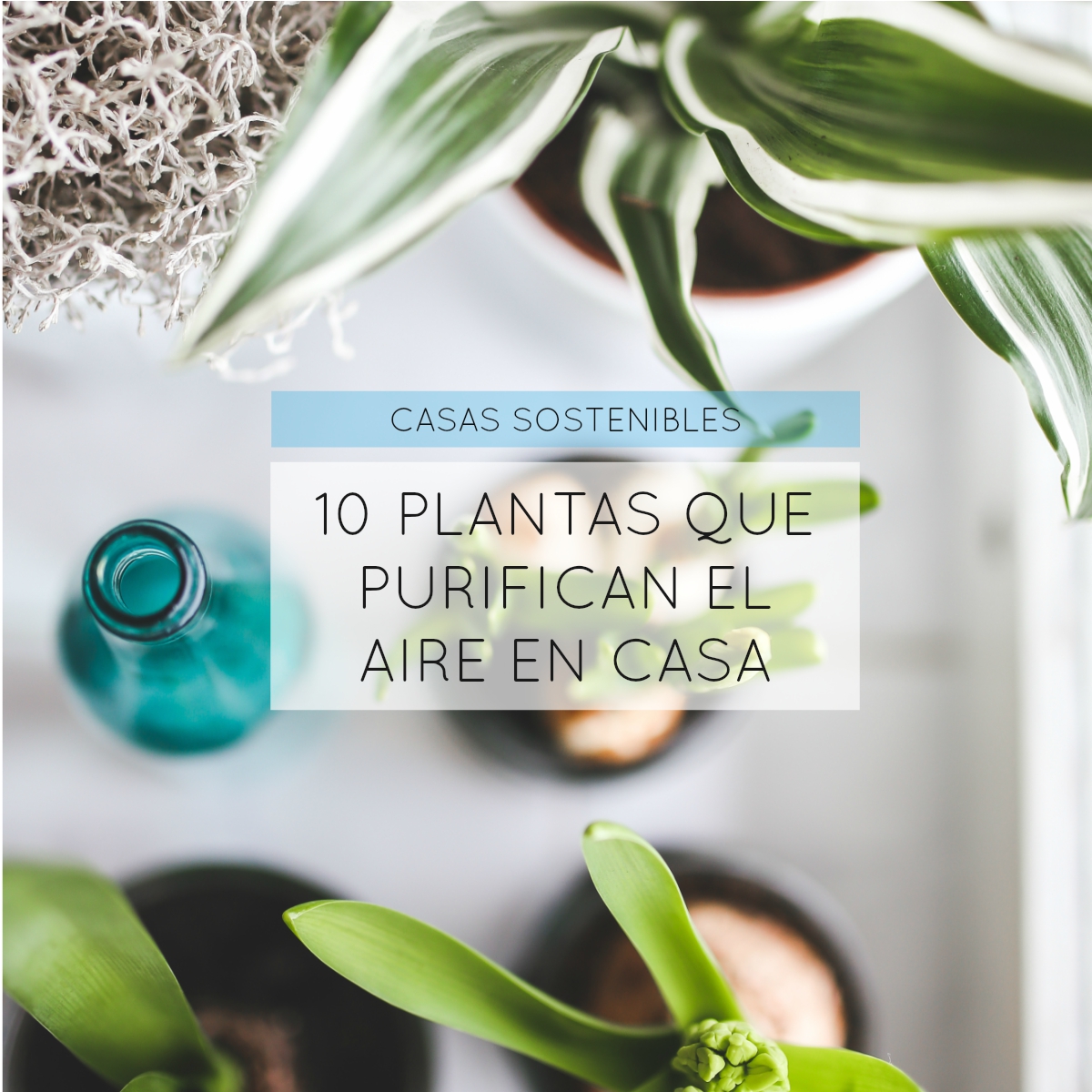 Casas Sostenibles: 10 plantas que purifican el aire en casa