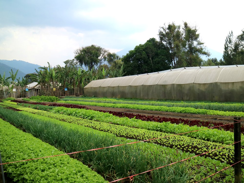Cultivo de lechuchas orgánicas 