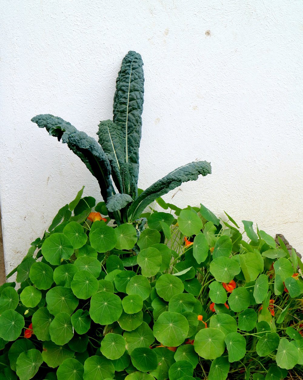 La reina de las berzas, la señora Kale. ;)
