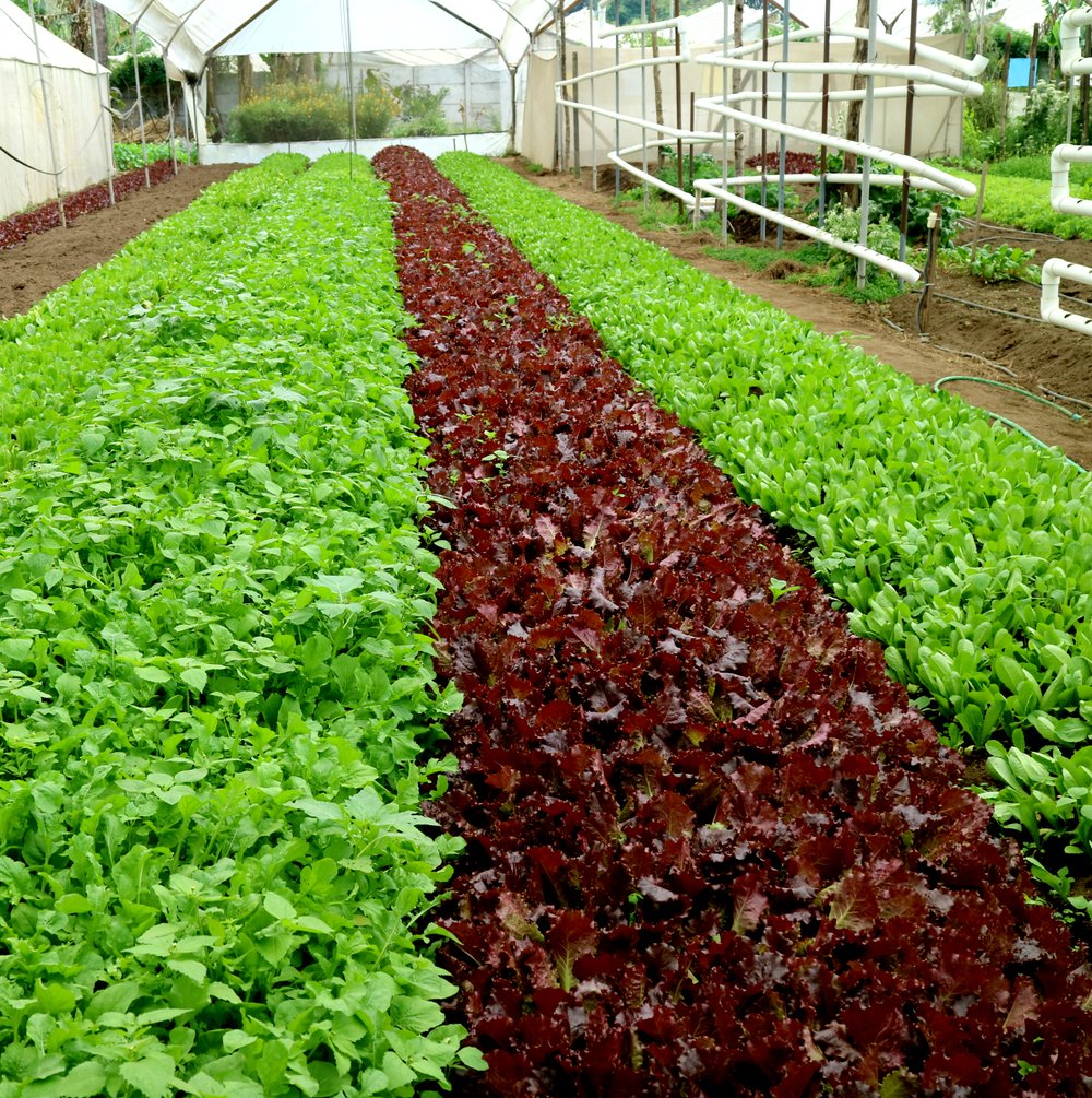 Cultivo de lechugas orgánicas