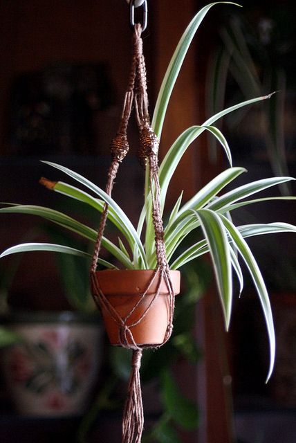Foto: planthunting.com